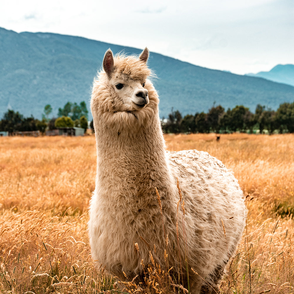 Five amazing properties of Llama Fibre
